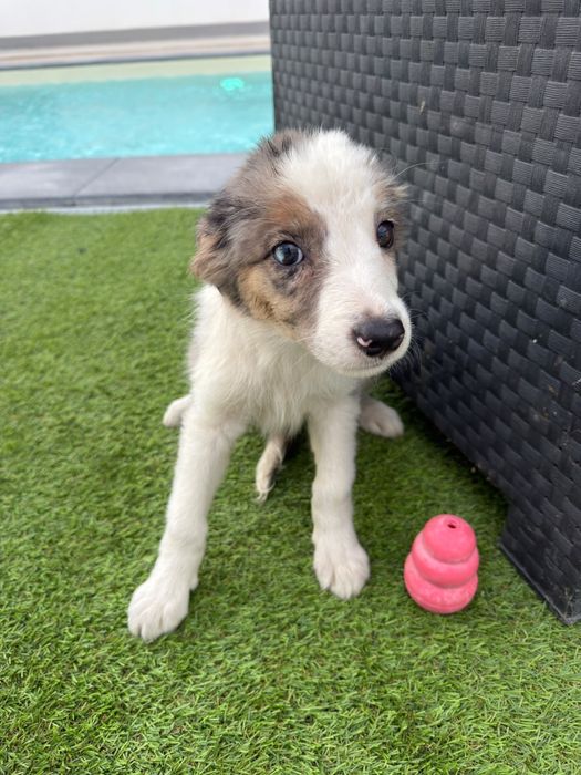 Border collie blue merle femea 2 meses