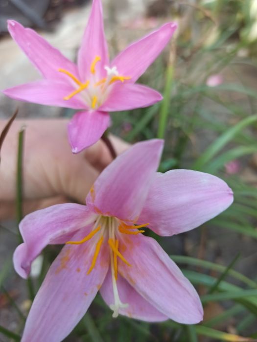 Зефірантес рожевий та білий