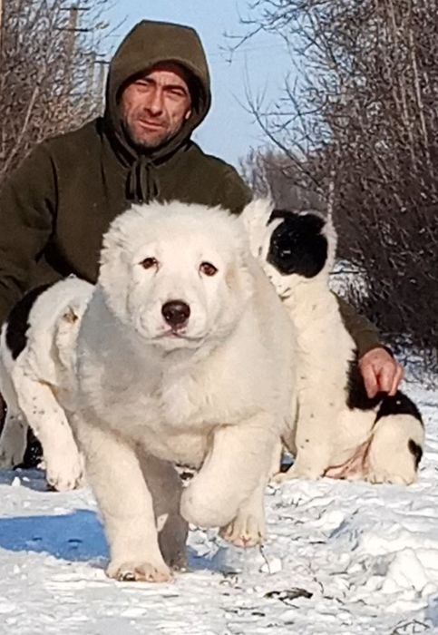 Щенки среднеазиатской овчарки, алабай-крупный мальчик.