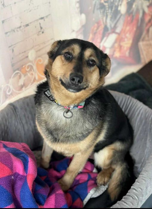 Niesamowicie przyjacielska cudowna sunia adoptuj