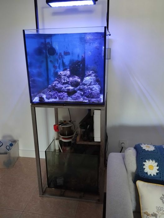 Aquário Agua Salgada 60x60x60 completo