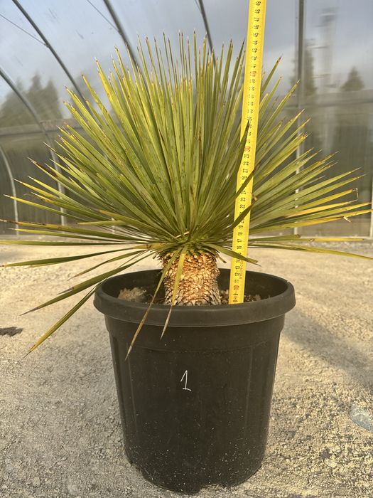 Juka Rostrata Yucca Rostrata. 75cm