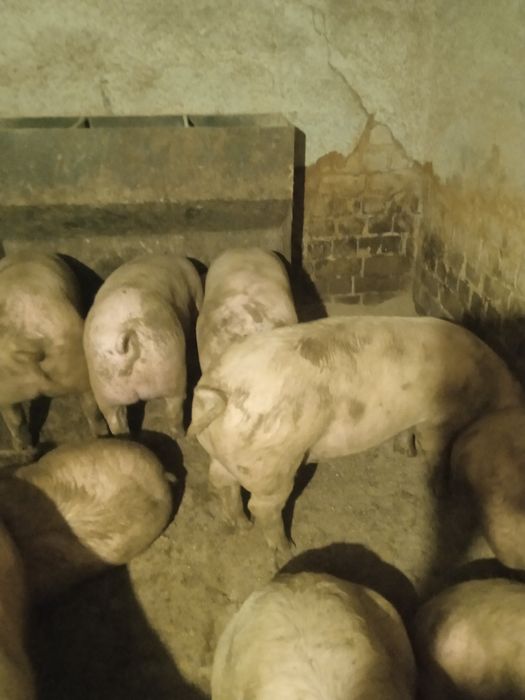 Продам поросят .