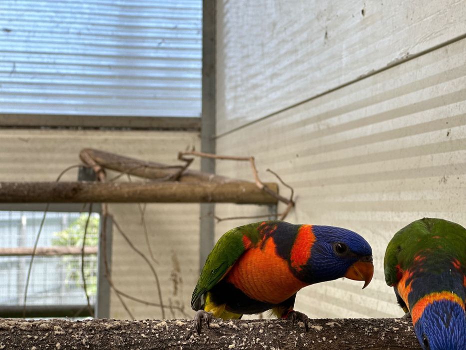 Casal loris rubritorquis 2025