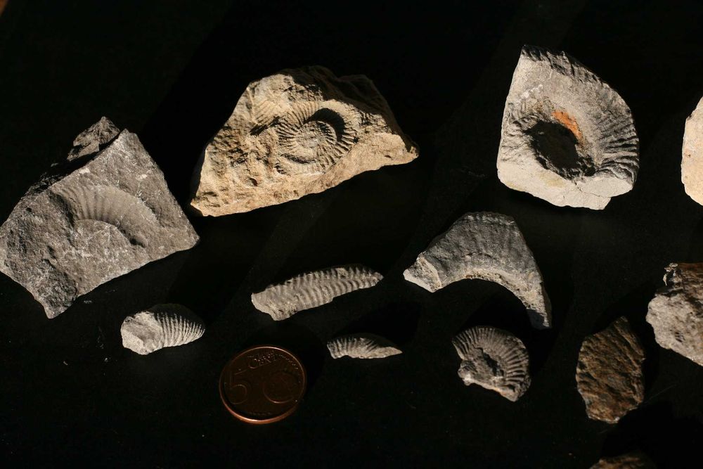 Diversos fósseis do Cabo Mondego (inclui envio)