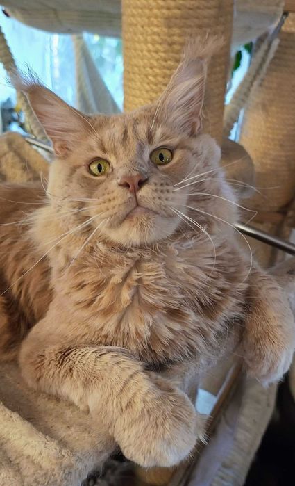 Kocurek Maine Coon Niebieski Klasycznie Pręgowany, Torro Koty Thomasa*