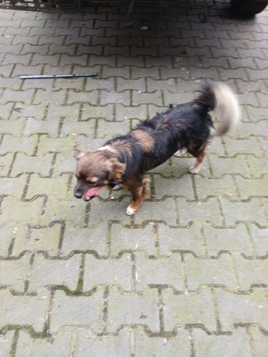 Oddam pieski w dobre ręce