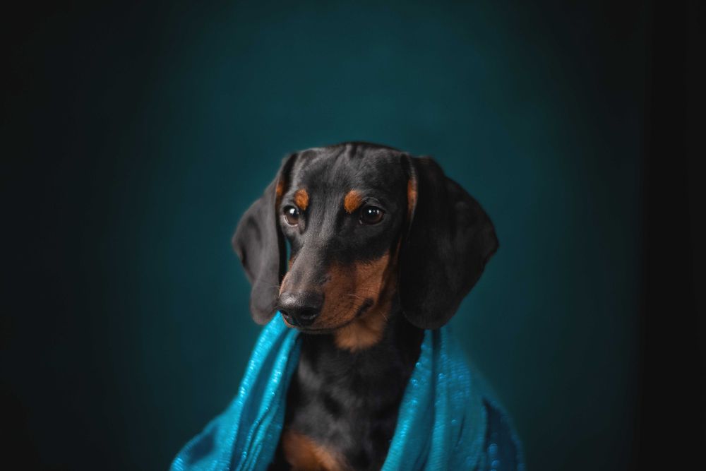 Підрощені такси мініатюрні, КСУ.