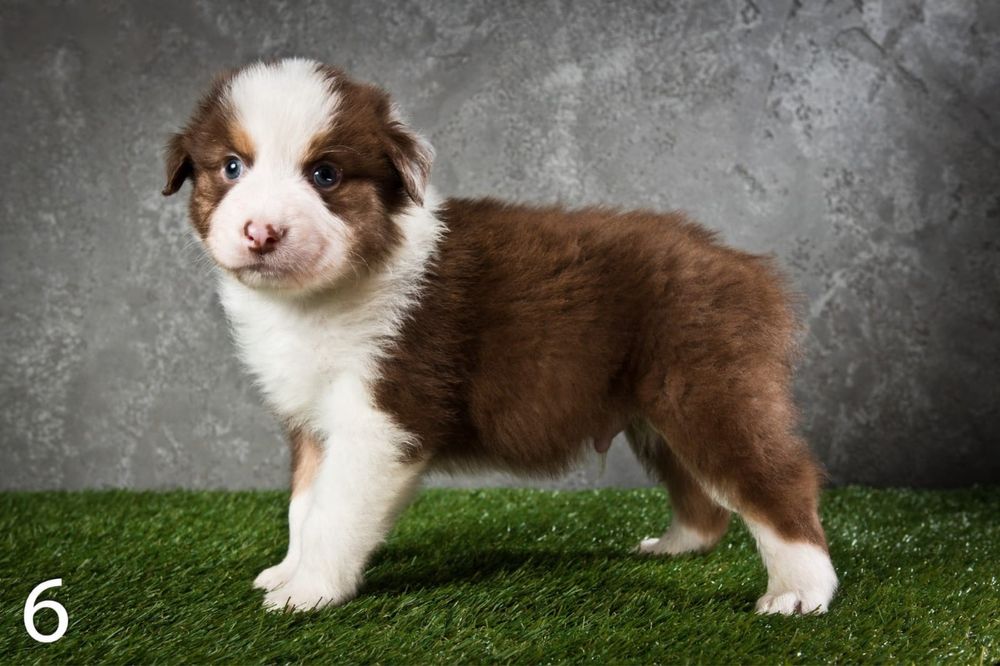 Owczarek australijski - piesek Red Tri