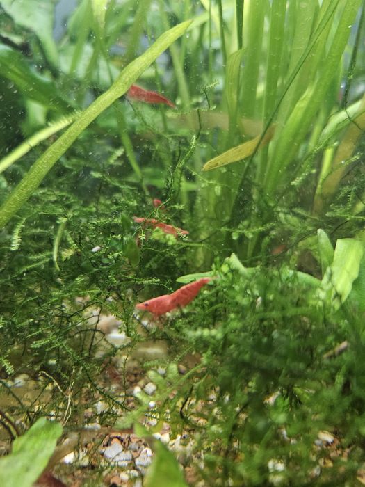 15 camaroes adultos Red Cherry