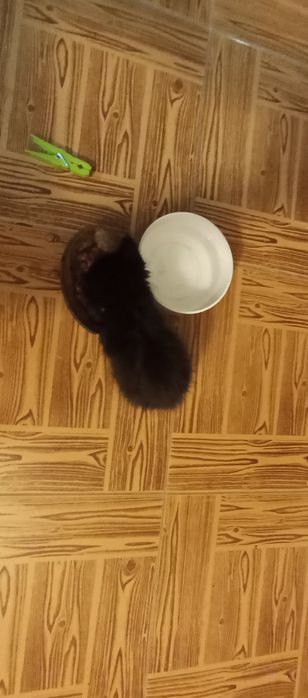 DOAÇÃO de duas gatinhas