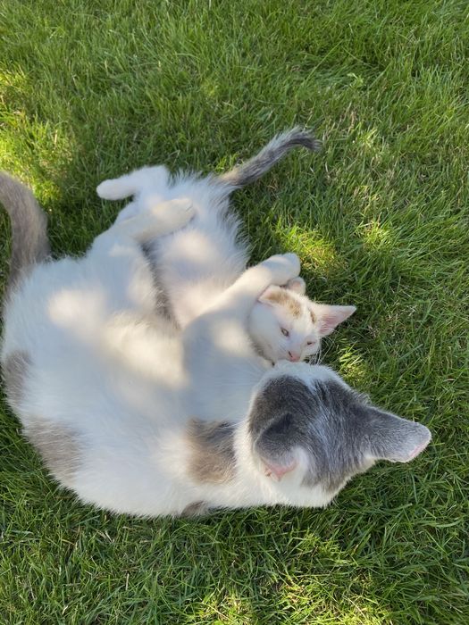 Кішка та її кошеня шукають люблячих господарів