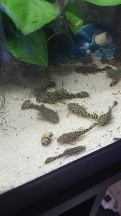 Ancystrus, tenho uma nova ninhada disponível