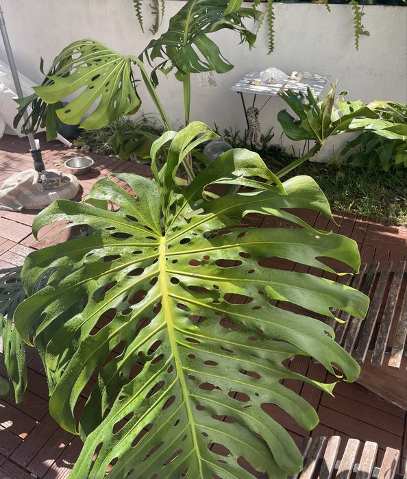 Monstera costela de adão grande