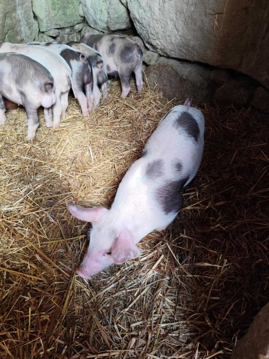 Leitoes de boa qualidade