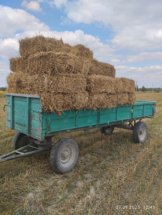 Продам зерно пшениці ячменю вівса