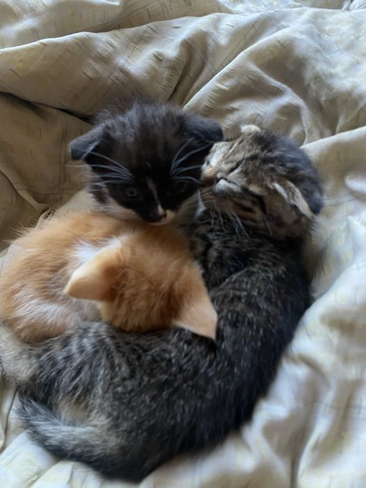 Кошенята шукають сімʼю