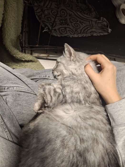 Pieszczoszka Chanel szuka domu