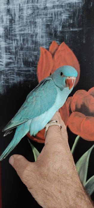 Aves selvagens novas e adultas .