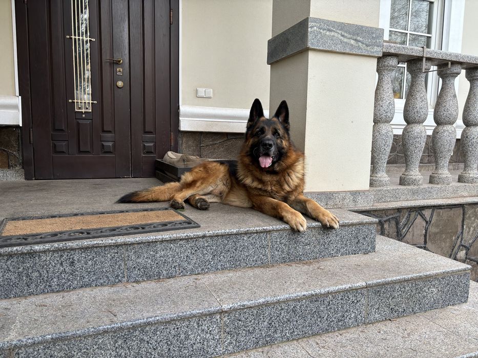 Немецкая овчарка вязка