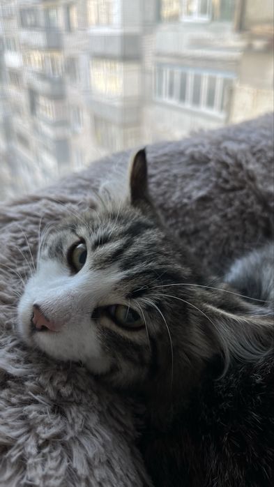 Шикарний молодий котик  шукає родину, безкоштовно