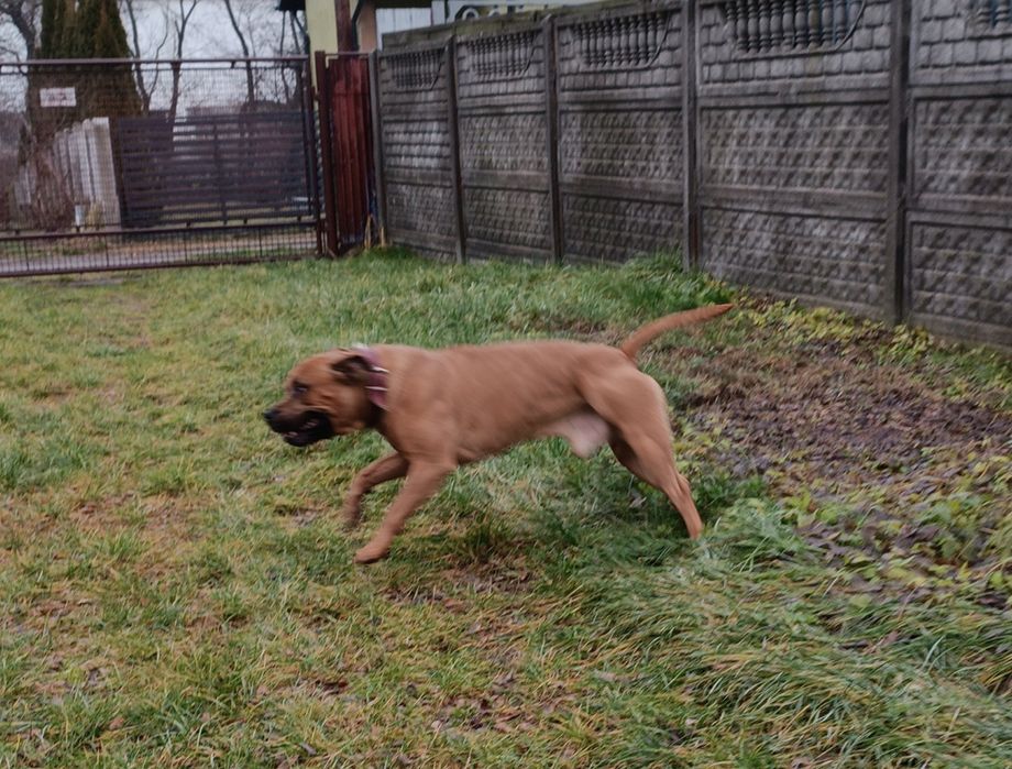 Amstaff "Rudek"szuka dobrego domu