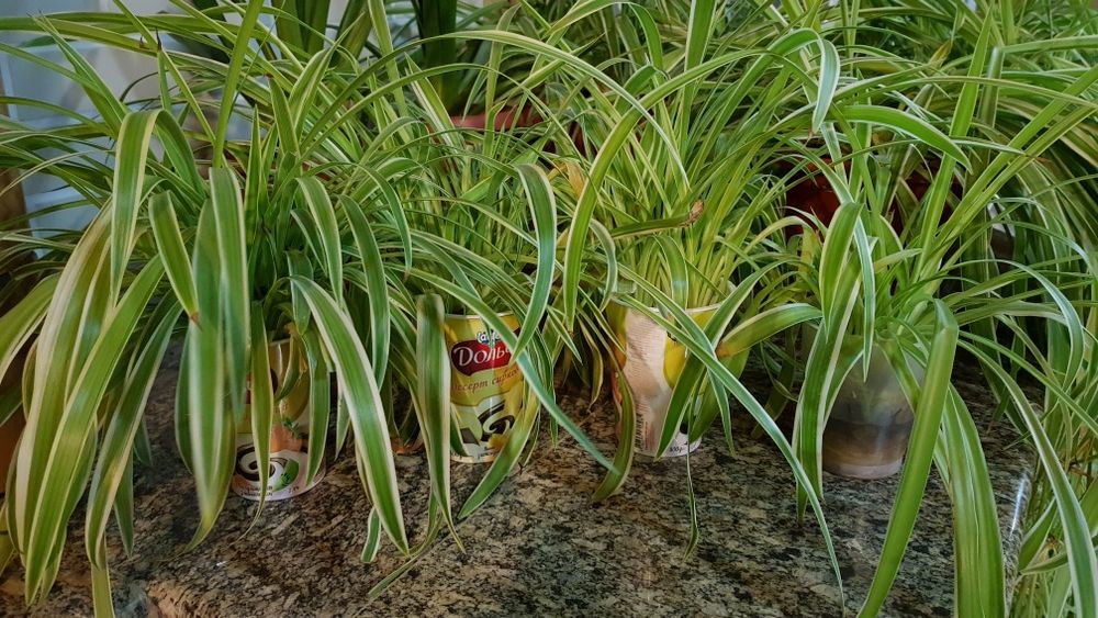 Хлорофитум, "паучёк", комнатное растение, корешки супер