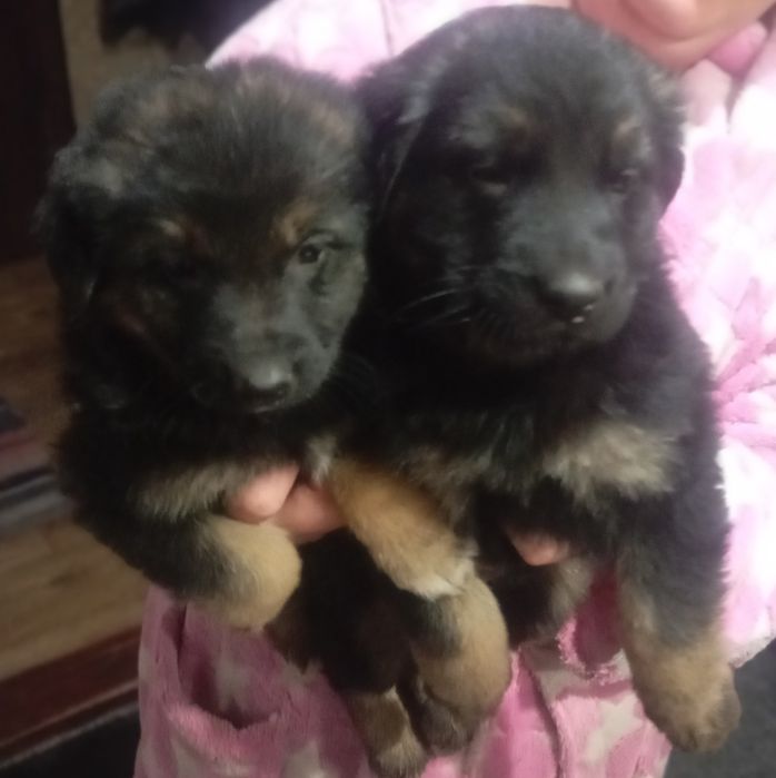 Віддам за шоколадку цуценят німецької вівчарки