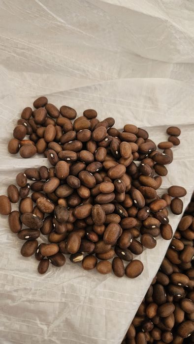 Fasola brązowa .