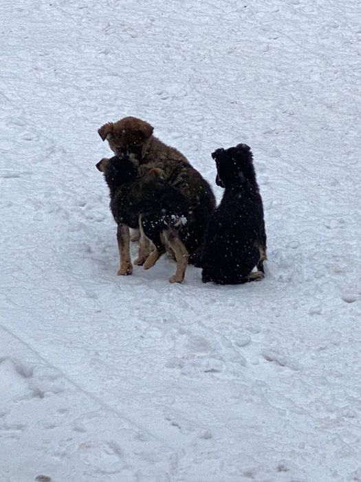 Бездомні цуценята шукають дім