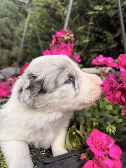Suczka Heart of Gold BORDER COLLIE (FCI/ ZkwP)