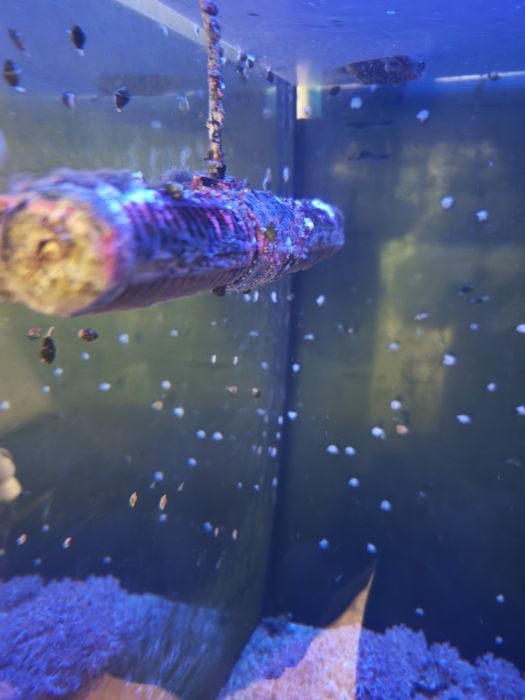 Bomba Jebao Wavemaker ECP-150