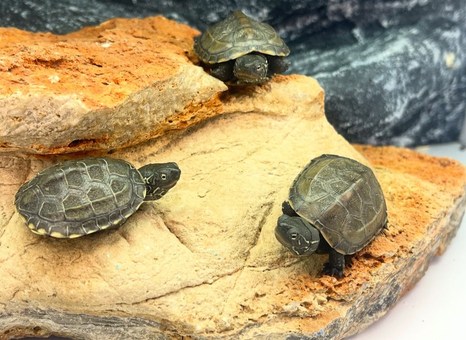 Żółw chiński żółwie chińskie Poznan