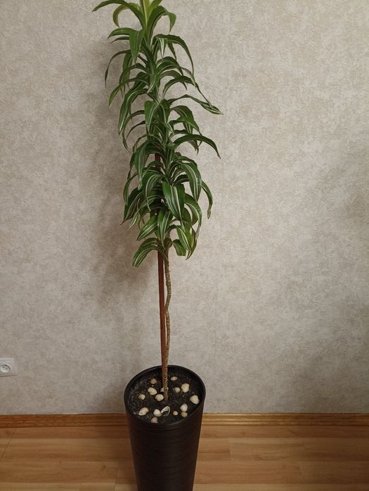 Драцена запашна. Лемон Лайм.
Влаголюбивая