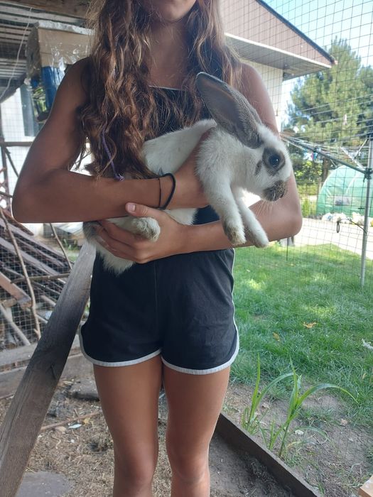 Na sprzedaż królik