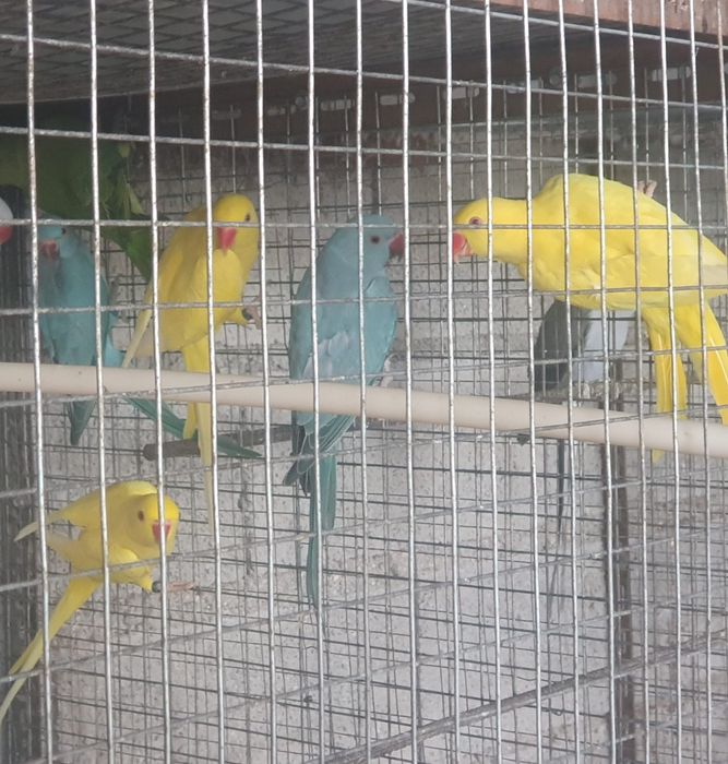 Vendo ring necks