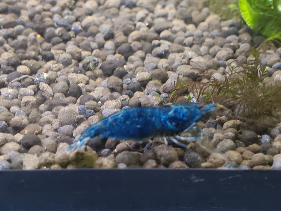 Krewetki Blue Bolt