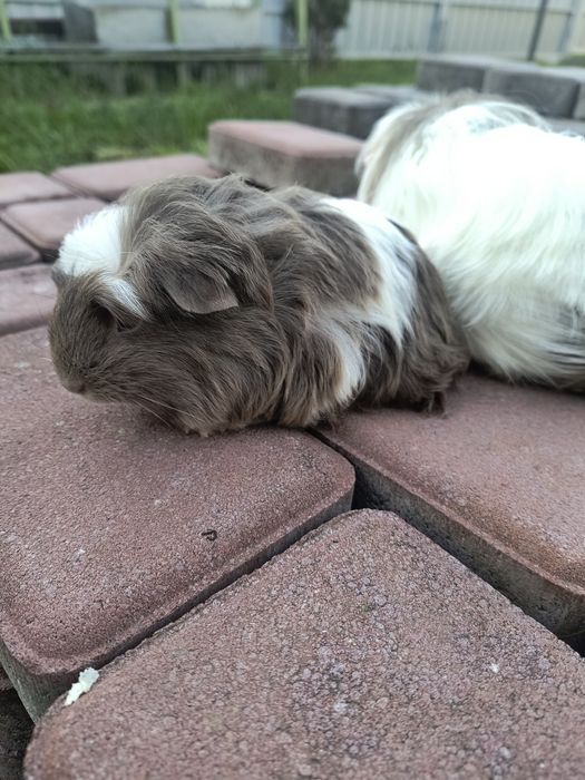 Морская свинка порода Коронет