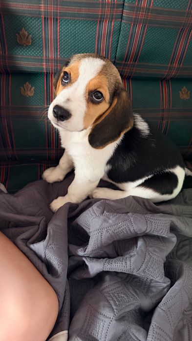 Beagle fêmea 2 meses
