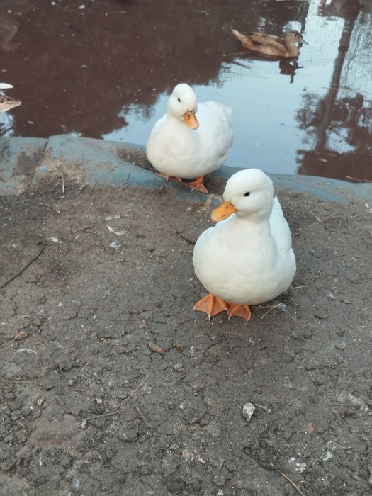Kaczki call duck