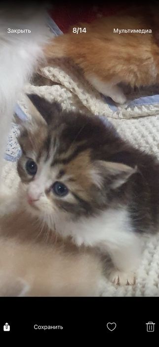 Котик мальчик  шатланский