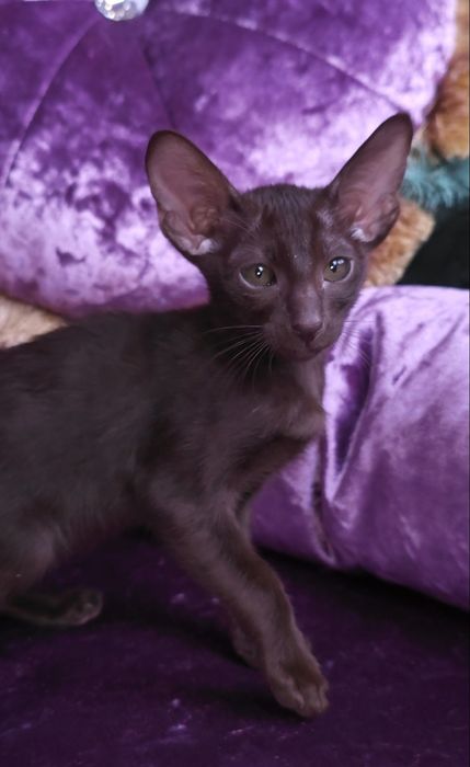 Орієнтальні  хлопці