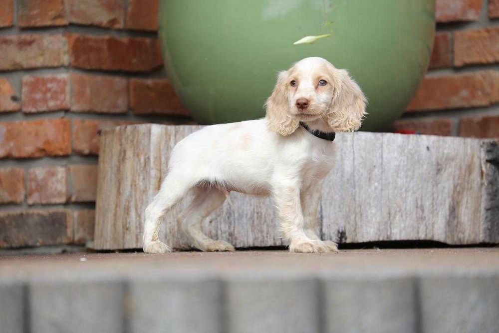 Cocker spaniel szczeniak