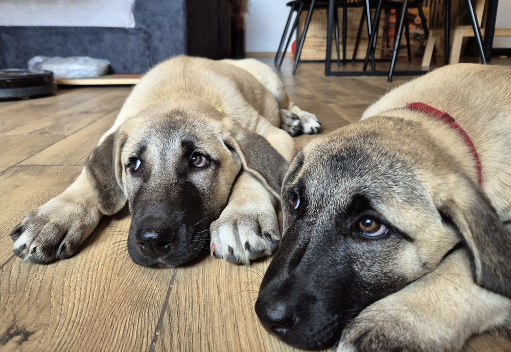 Kangal szczeniak pies masywny i duży