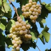 Домашній виноград для соку чи вина.
