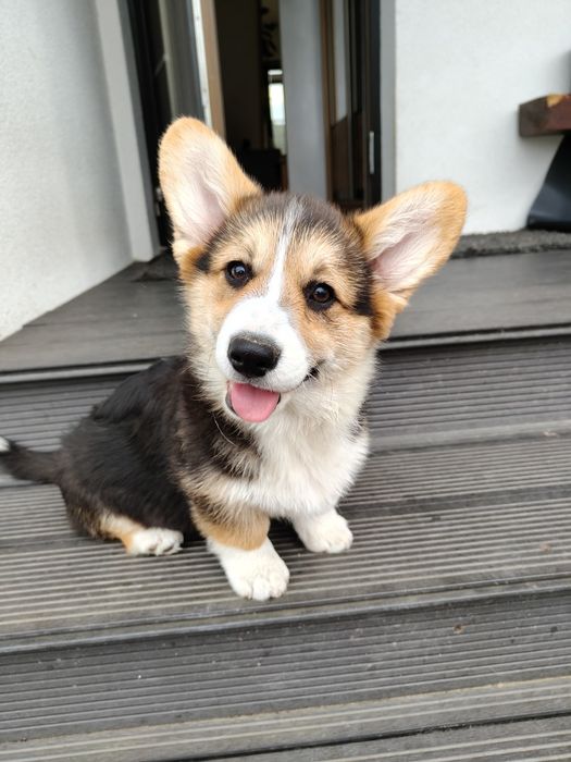 Welsh Corgi Pembroke FCI  Suczka tricolor z ogonem