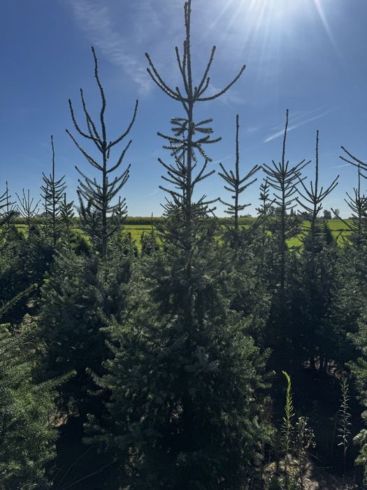 Swierk serbski zalesienia