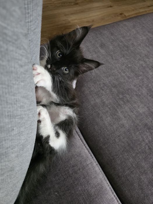 Kocur  Maine Coon, FPL rodowód