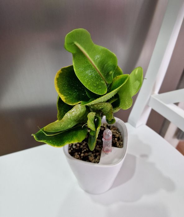 Кротон Full moon  та інші з домашньої колекції