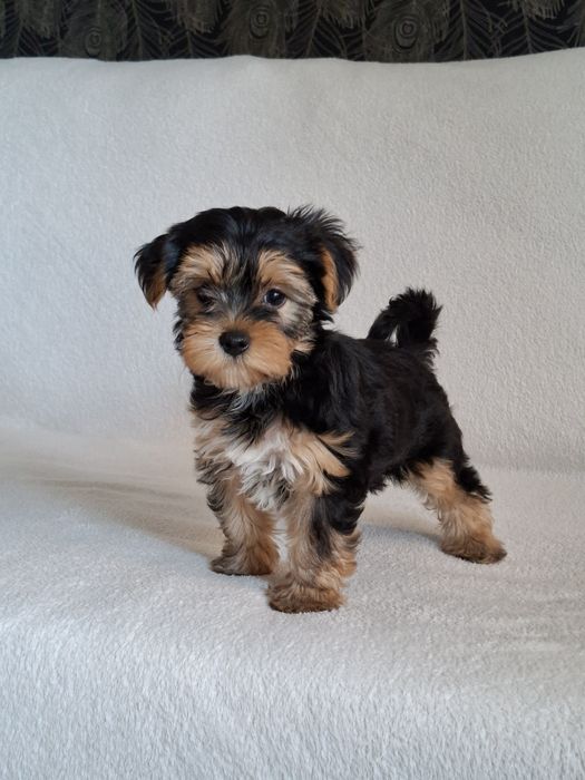 Yorkshire Terrier suczka